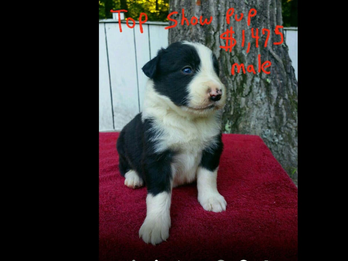 Border Collie Puppies--Ready 2nd week in July breeder image 17