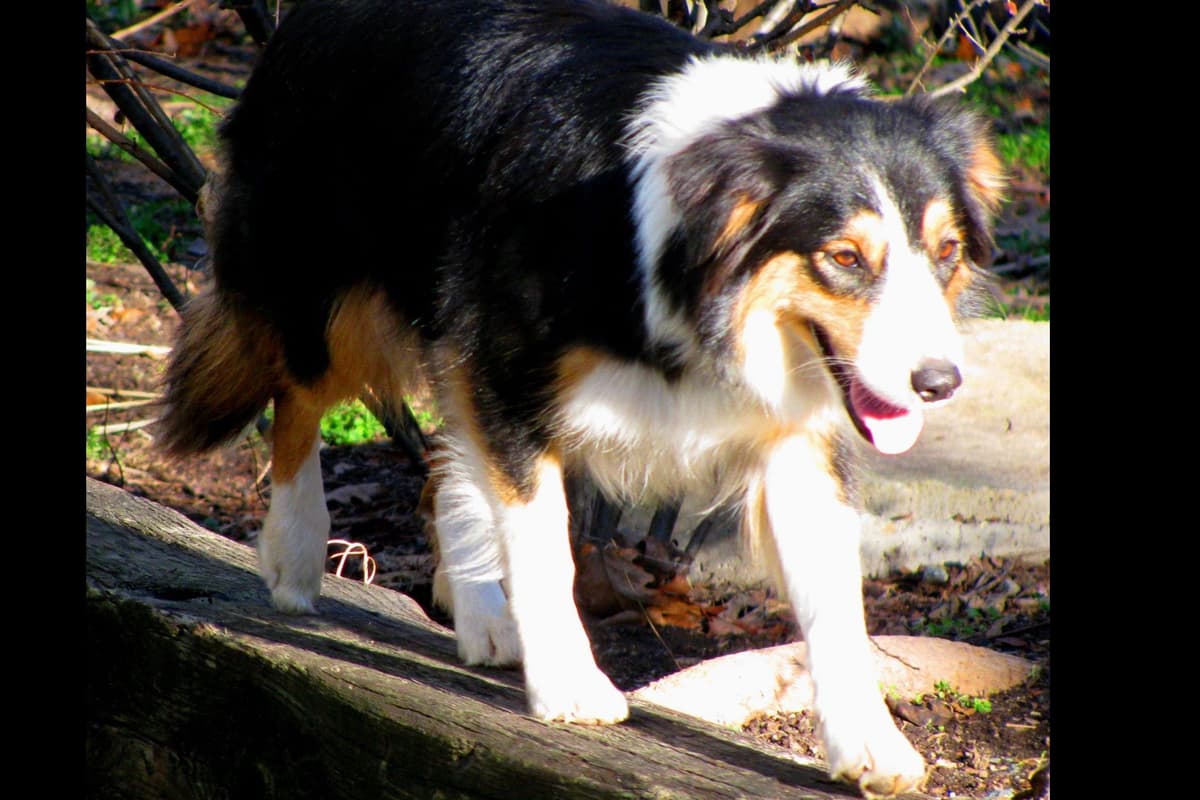 Border Collie Puppies--Ready 2nd week in July breeder image 9
