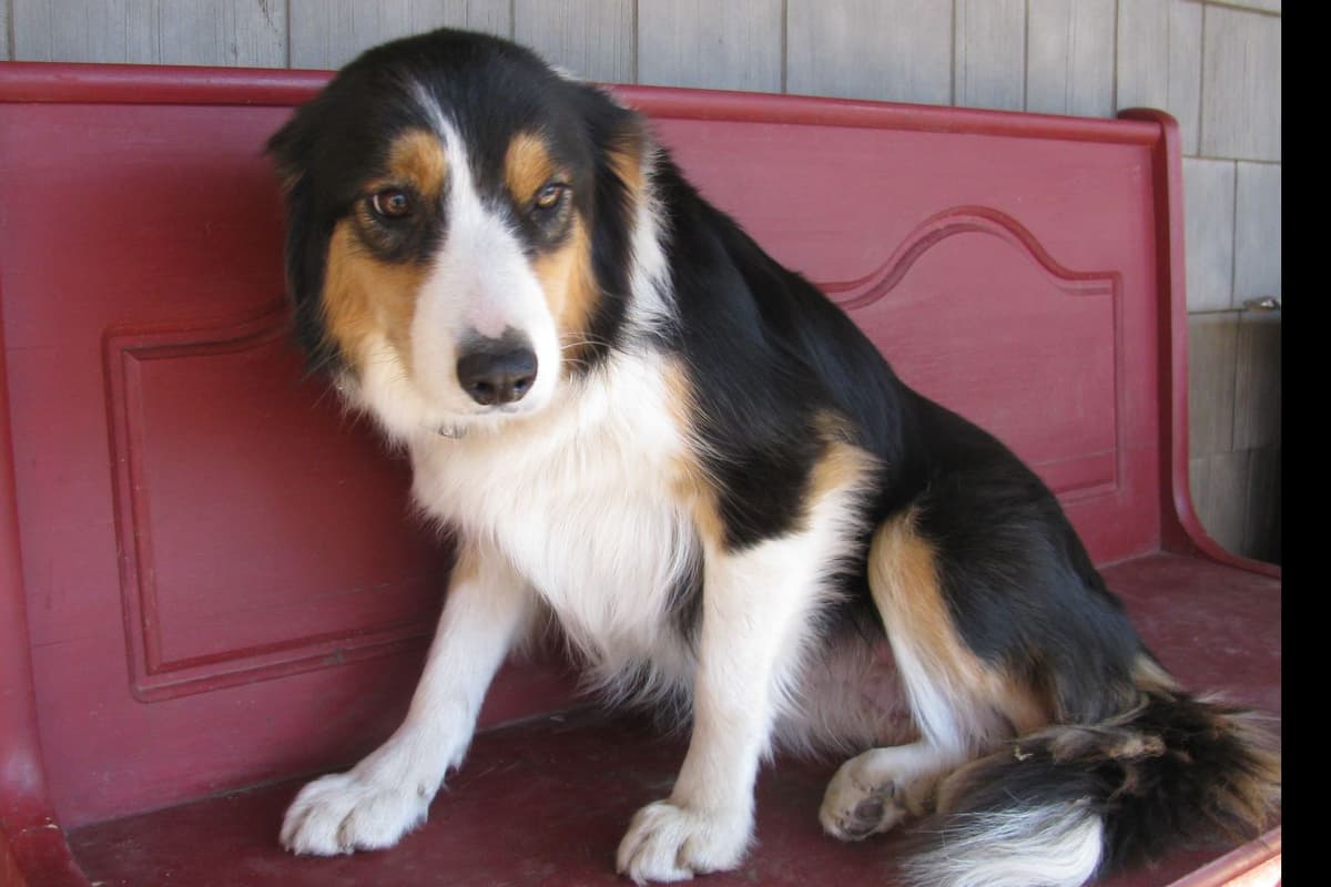 Border Collie Puppies--Ready 2nd week in July breeder image 8