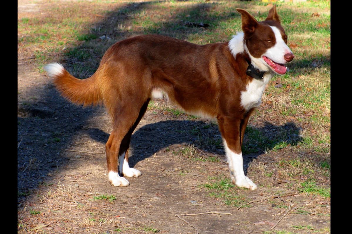 Border Collie Puppies--Ready 2nd week in July breeder image 7