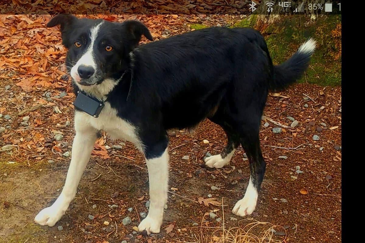 Border Collie Puppies--Ready 2nd week in July breeder image 5
