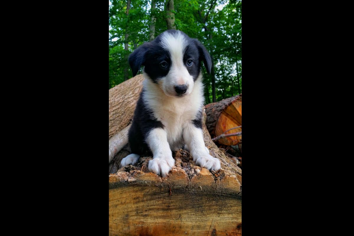 Border Collie Puppies--Ready 2nd week in July breeder image 4