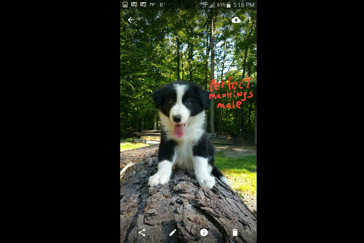 Border Collie Puppies--Ready 2nd week in July breeder image 3