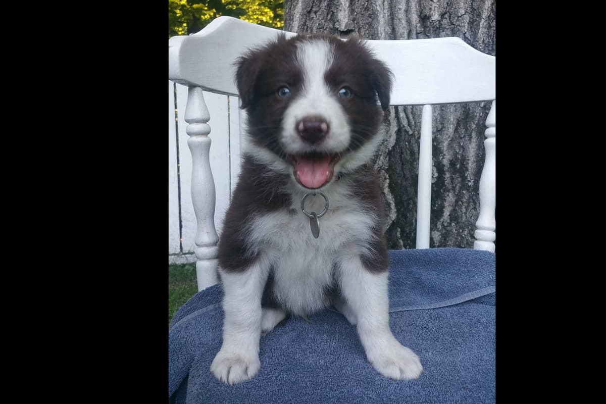 Border Collie Puppies--Ready 2nd week in July breeder image 1