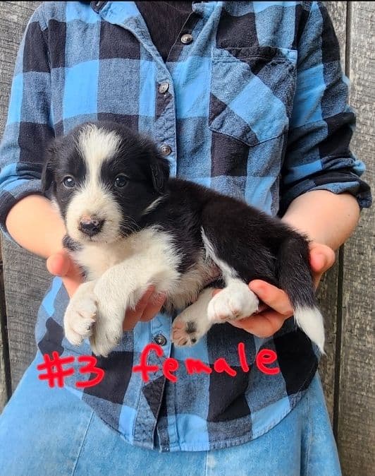 Border Collie Puppies--Ready 2nd week in July media 3