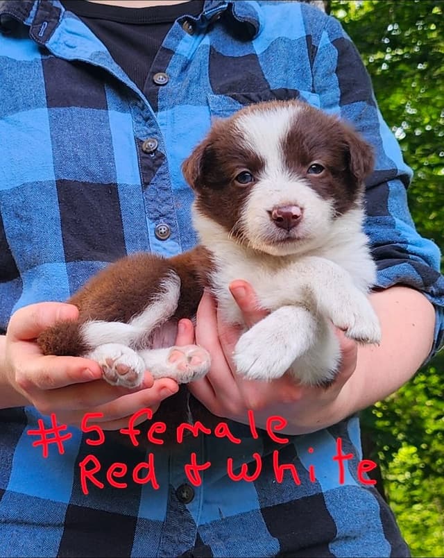 Border Collie Puppies--Ready 2nd week in July media 4