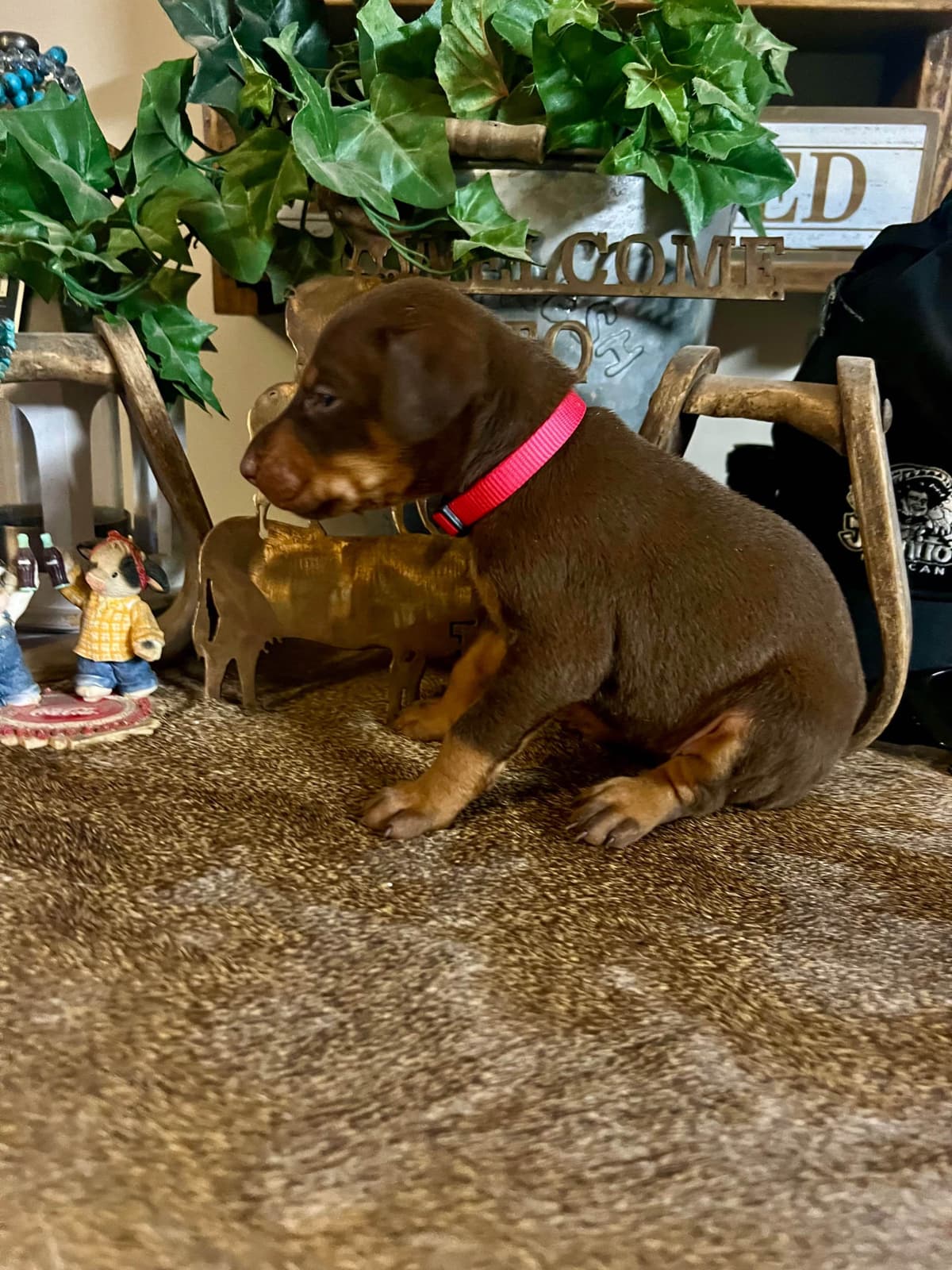 Doberman Pinscher Puppies breeder image 2