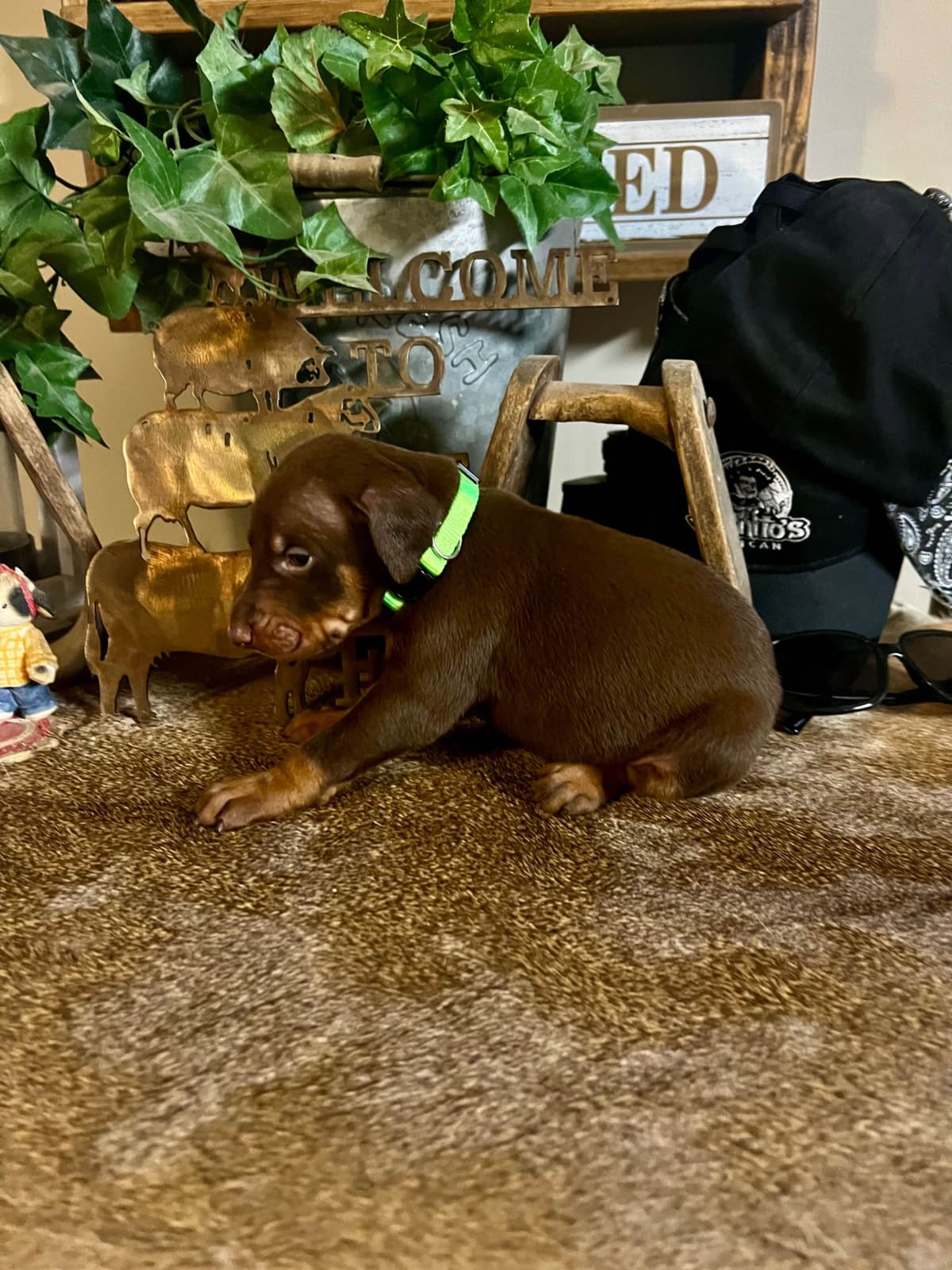 Doberman Pinscher Puppies breeder image 1