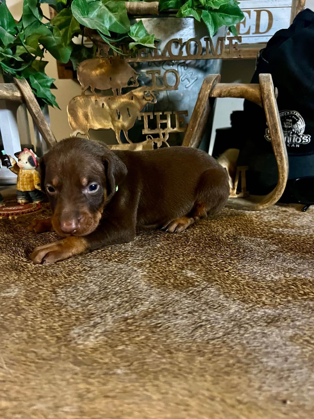 Doberman Pinscher Puppies breeder image 3