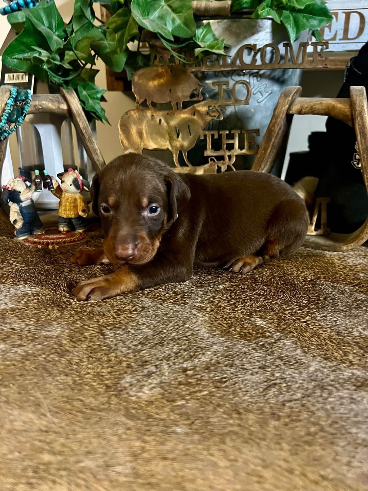 Doberman Pinscher Puppies breeder image 4