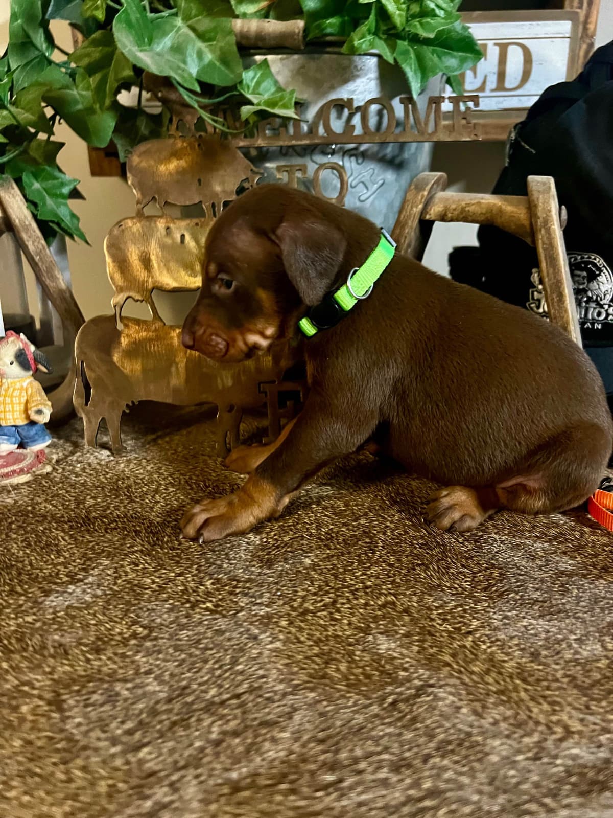Doberman Pinscher Puppies breeder image 6
