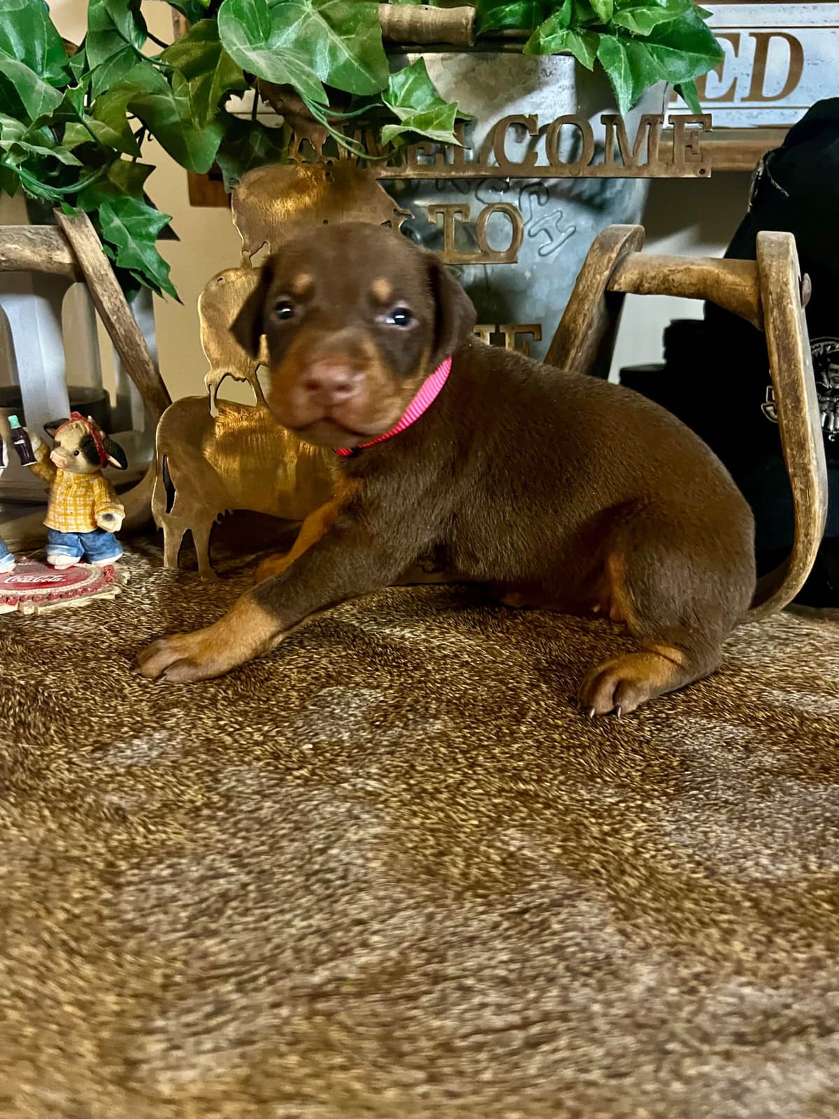 Doberman Pinscher Puppies breeder image 5