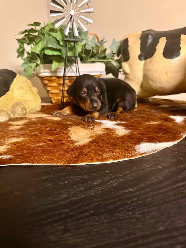 Doberman Pinscher Puppies media 2