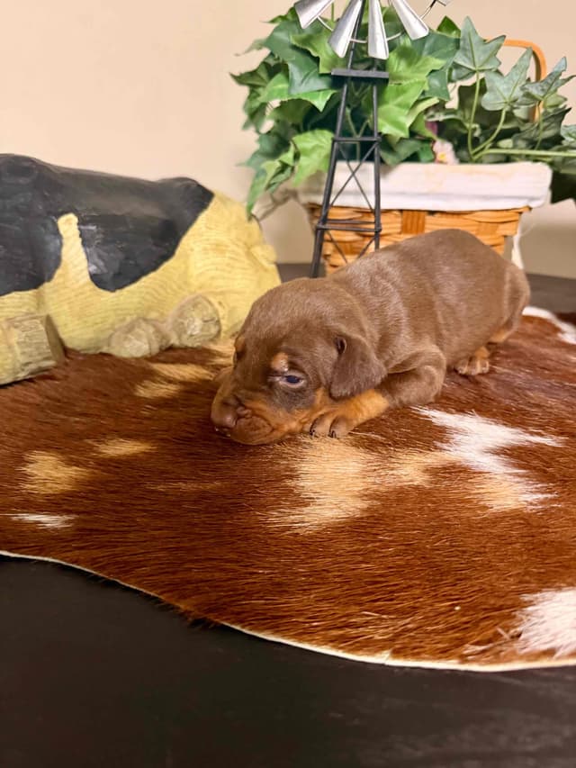 Doberman Pinscher Puppies media 3