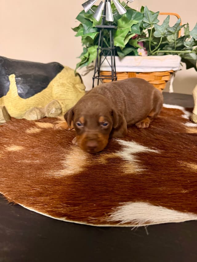 Doberman Pinscher Puppies media 4