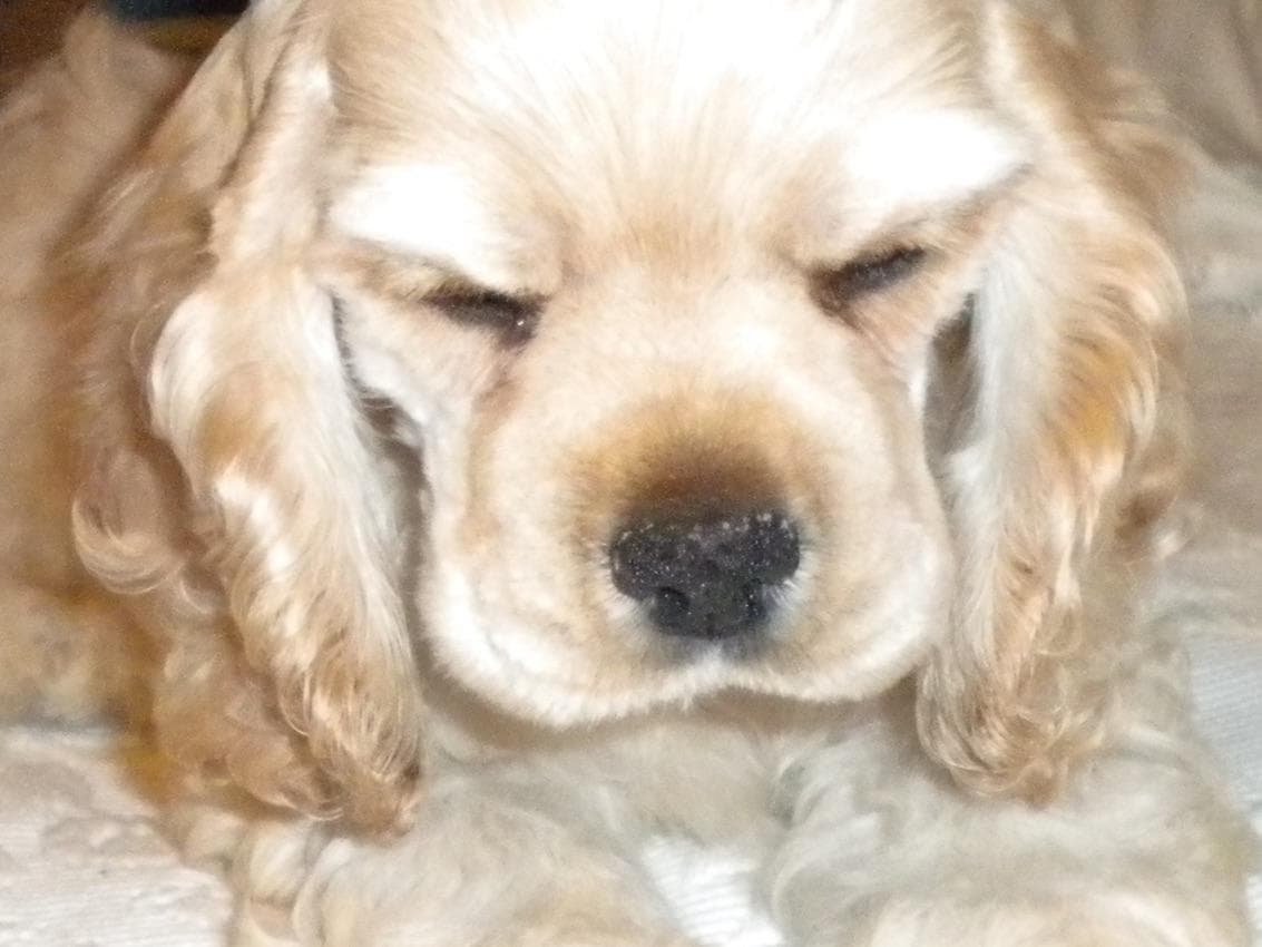 Cocker Spaniel Puppies breeder image 1