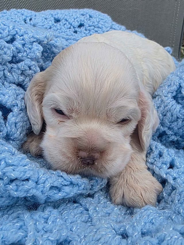 Cocker Spaniel Puppies media 3