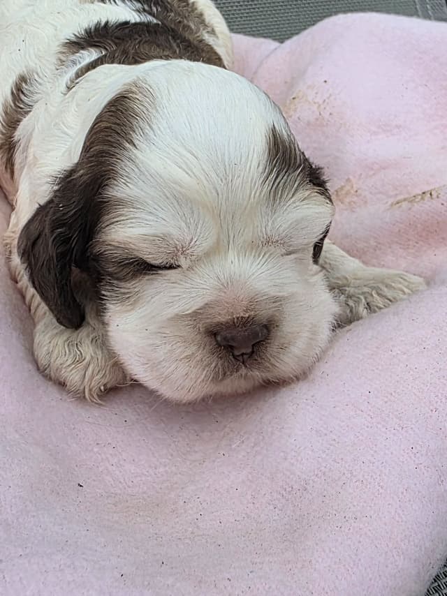 Cocker Spaniel Puppies media 6