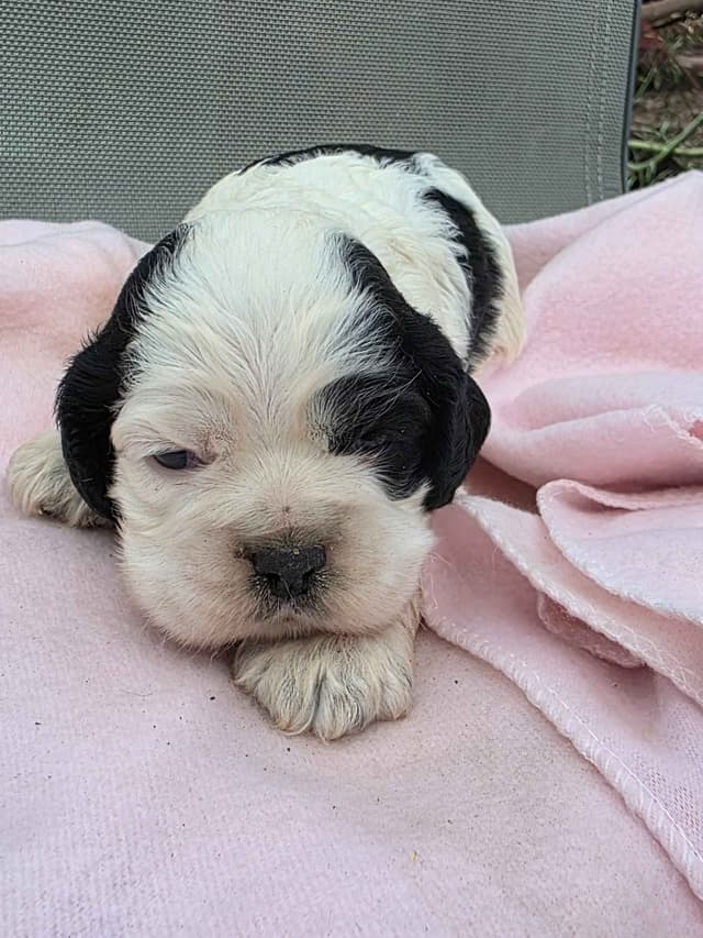Cocker Spaniel Puppies media 4