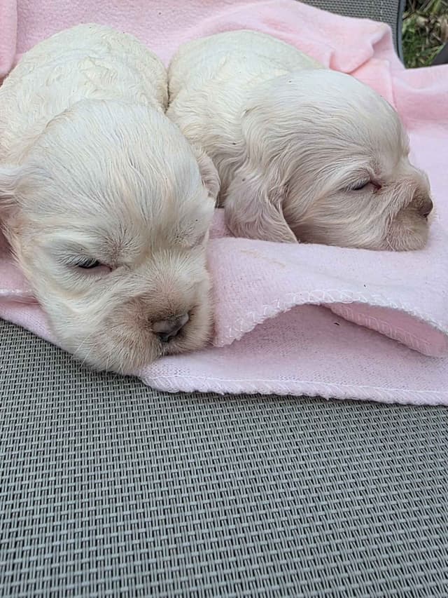 Cocker Spaniel Puppies media 7