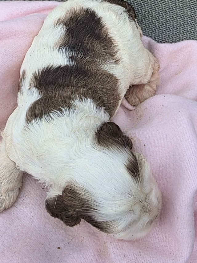 Cocker Spaniel Puppies media 5