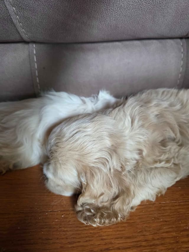 Cocker Spaniel Puppies media 2