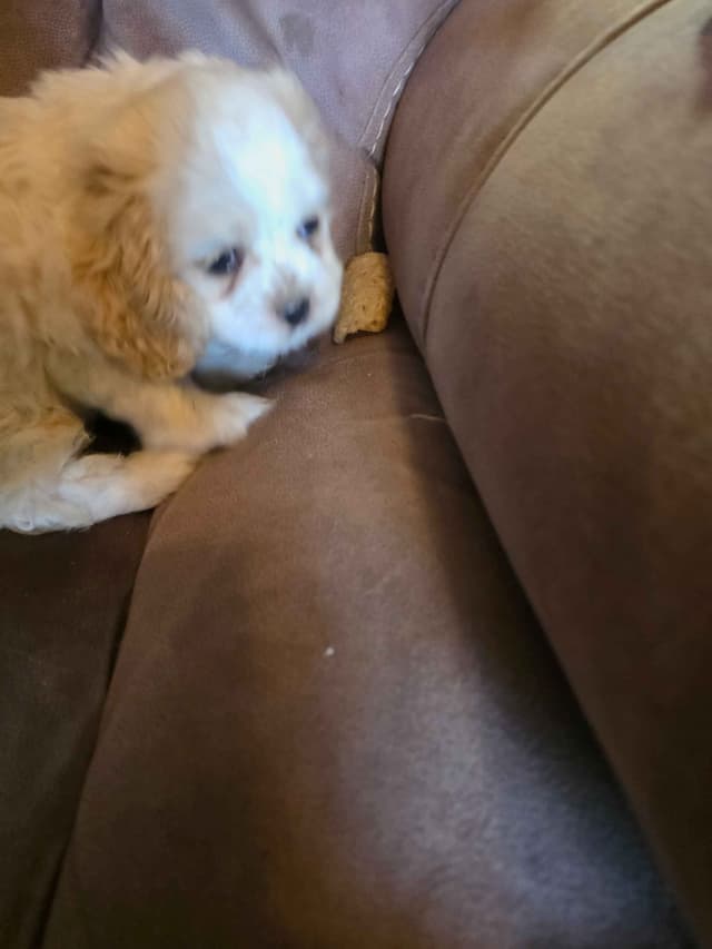 Cocker Spaniel Puppies media 3