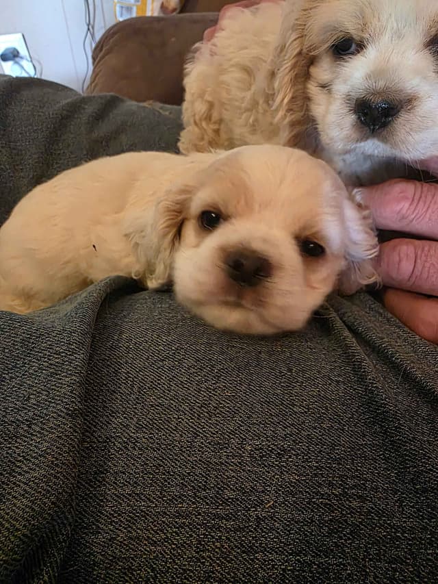 Cocker Spaniel Puppies media 4