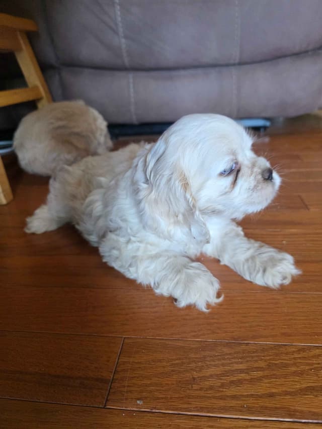 Cocker Spaniel Puppies media 5