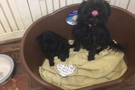 Affenpinscher Puppies breeder image 1