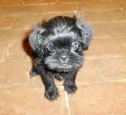 Affenpinscher Puppies breeder image 2