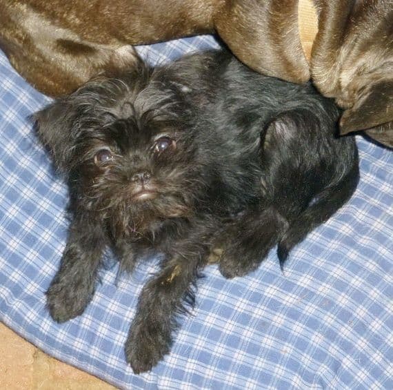 Affenpinscher Puppies breeder image 3