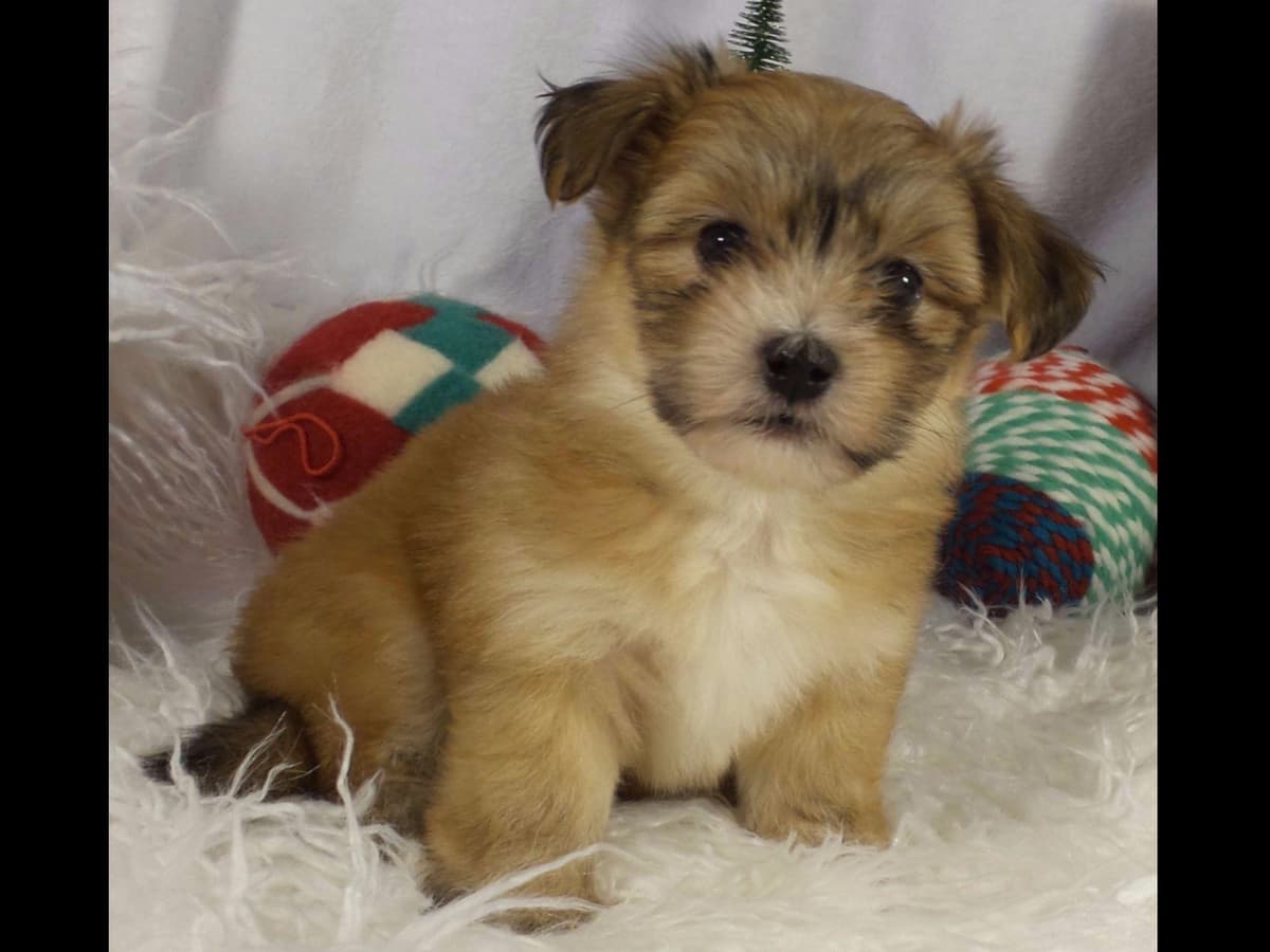 Havanese Puppies breeder image 3