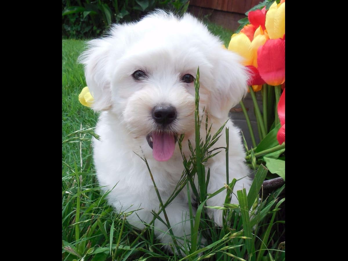 Havanese Puppies breeder image 4