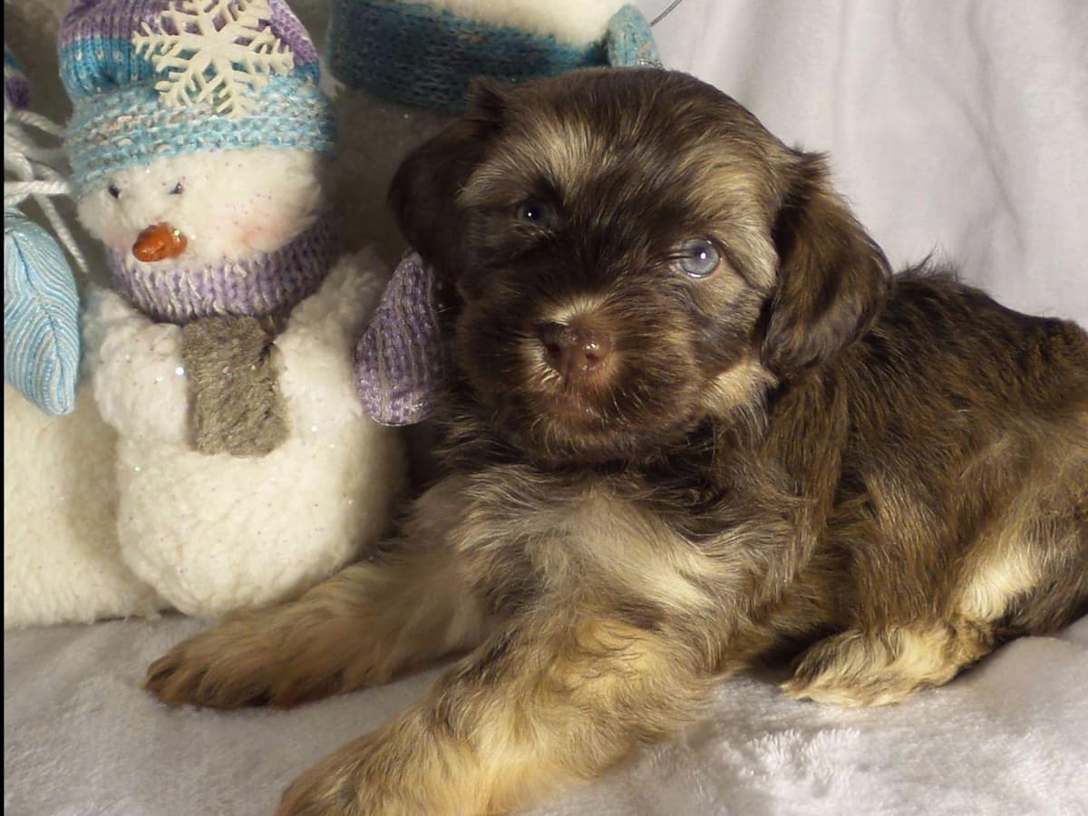 Havanese Puppies breeder image 5