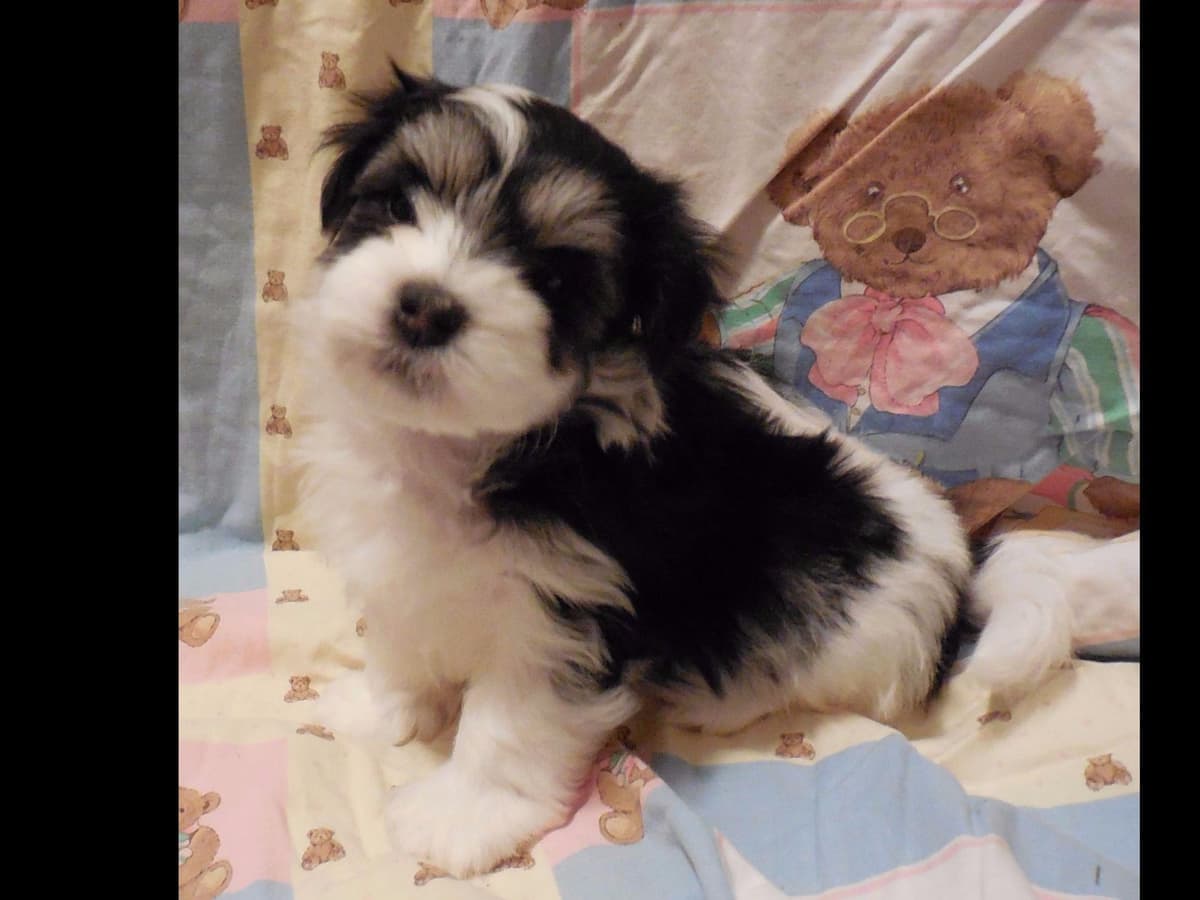 Havanese Puppies breeder image 6