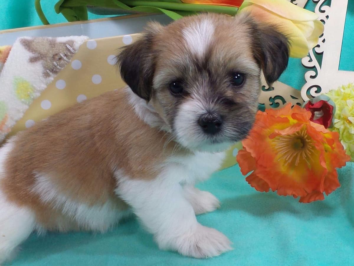 Havanese Puppies breeder image 7