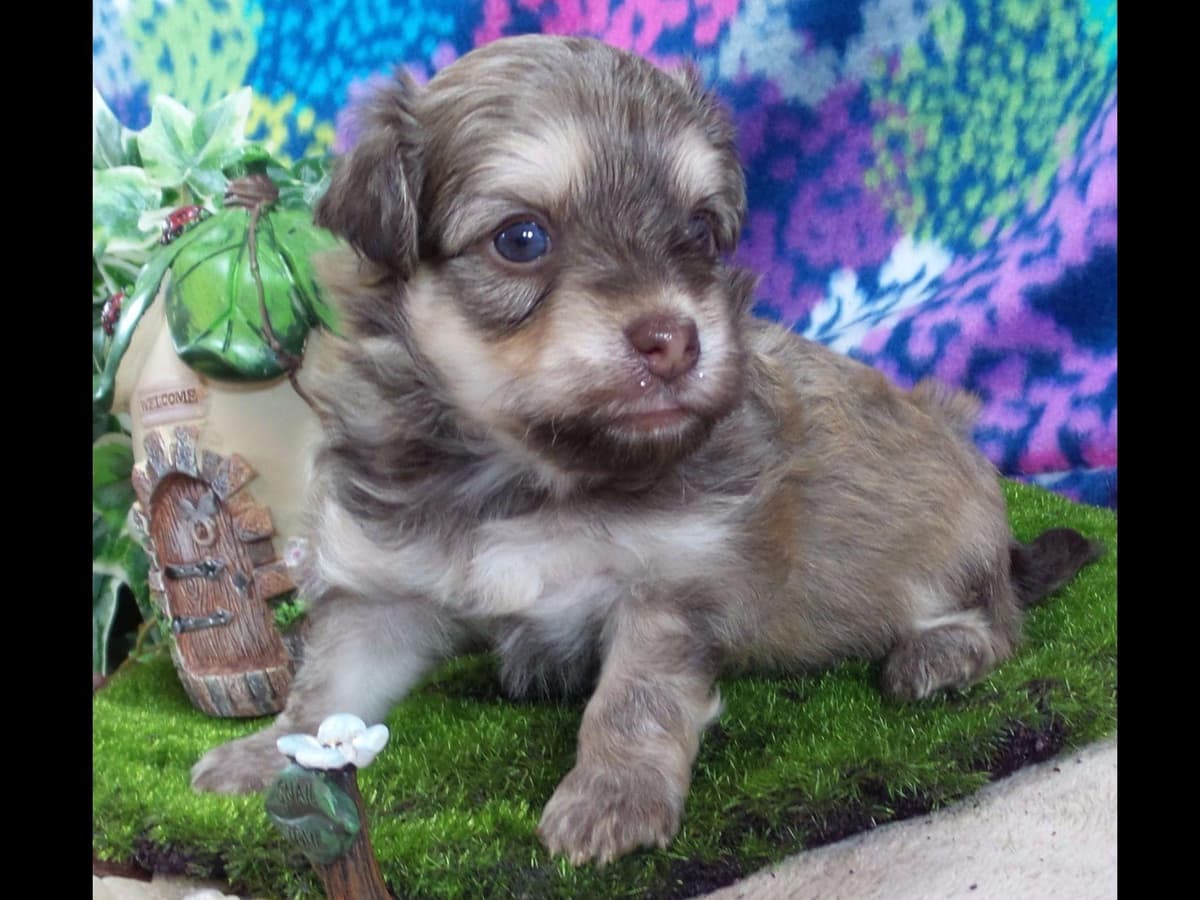 Havanese Puppies breeder image 8