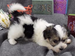 2 Cute Havanese