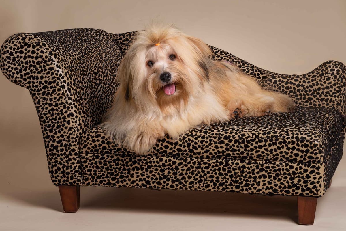 Havanese Puppies breeder image 10