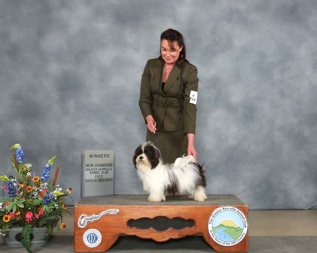 Havanese Puppies breeder image 15