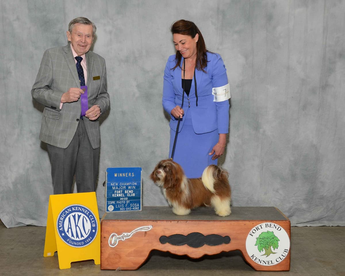Havanese Puppies breeder image 16