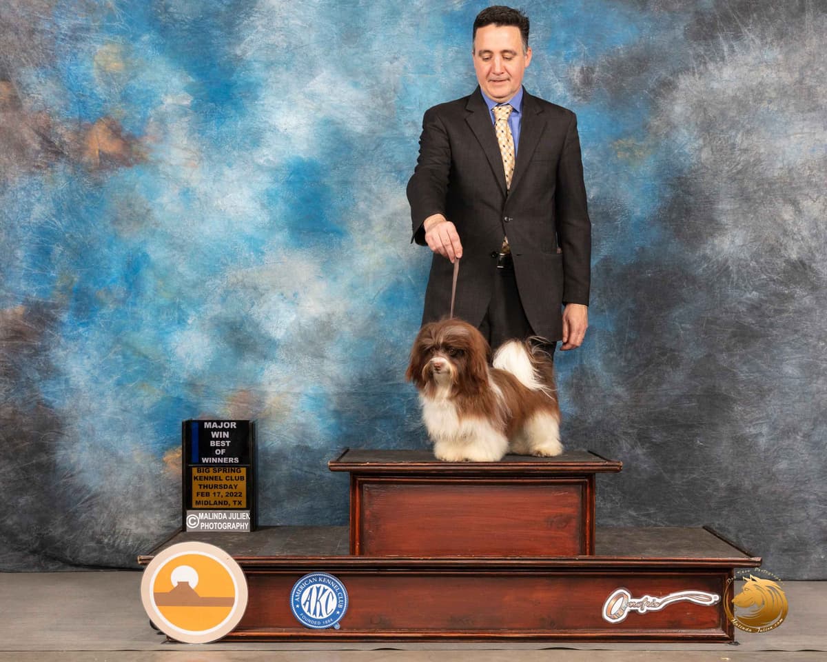 Havanese Puppies breeder image 17