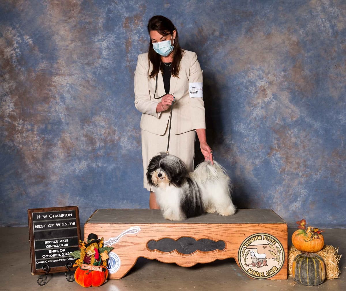 Havanese Puppies breeder image 18