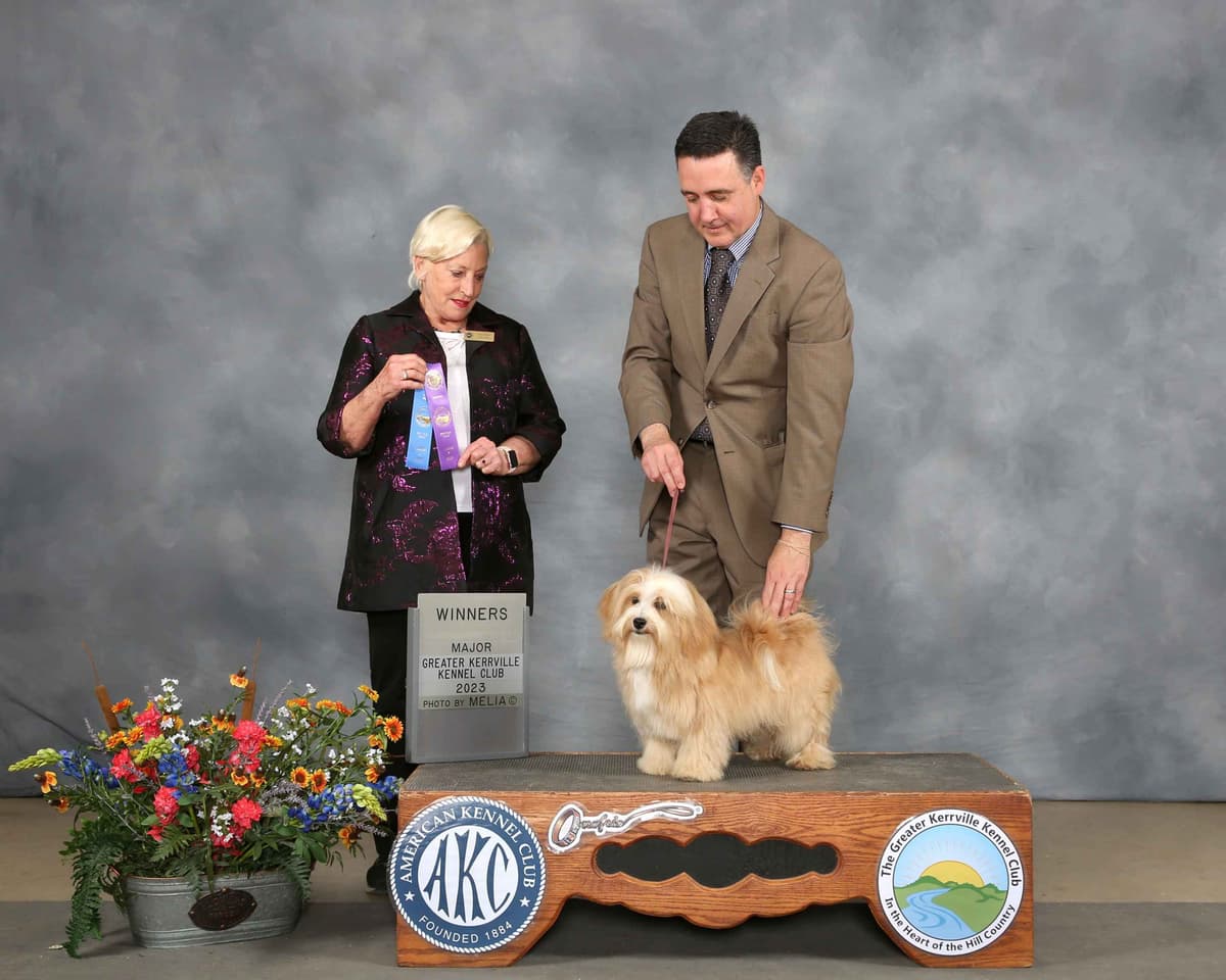 Havanese Puppies breeder image 20
