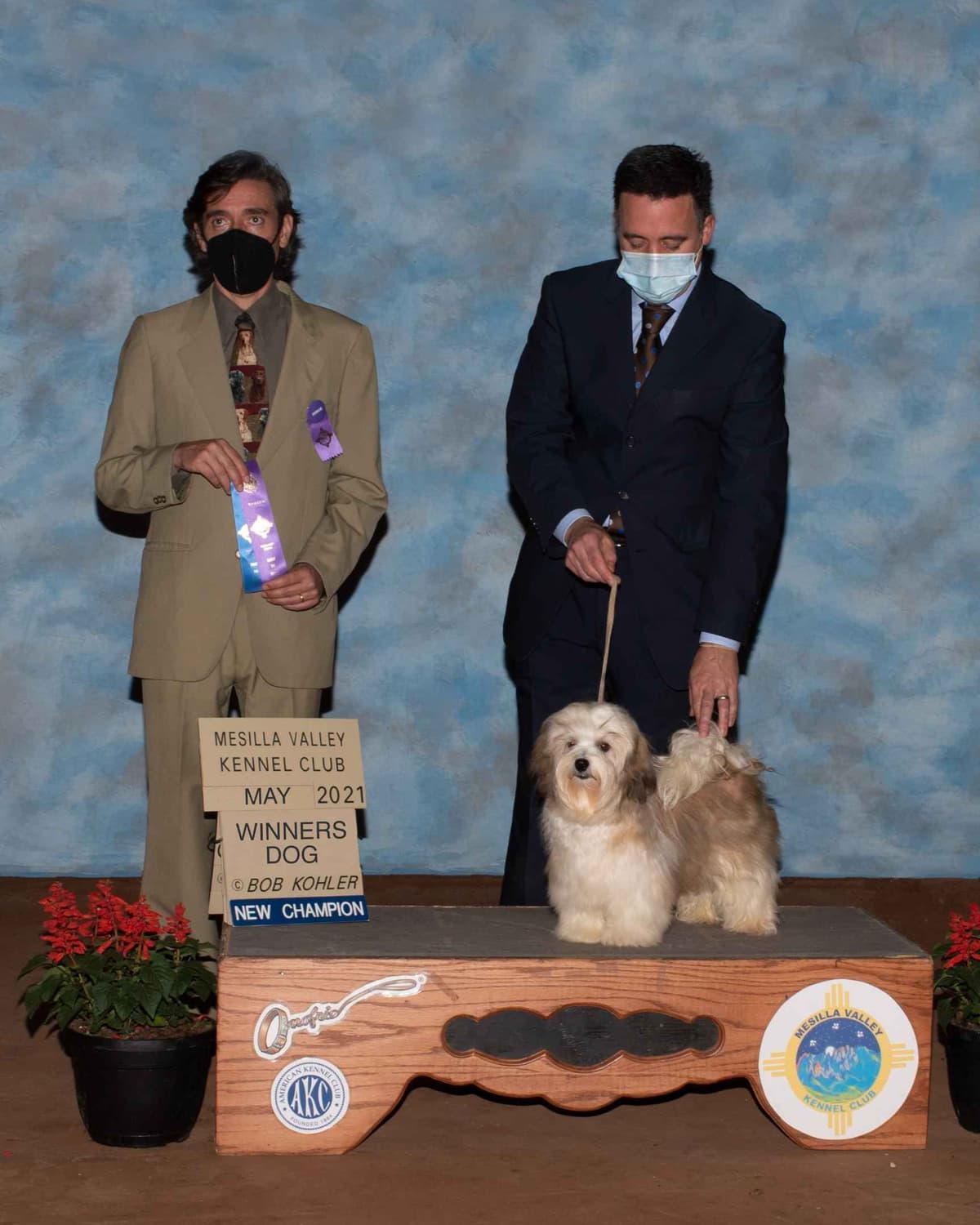 Havanese Puppies breeder image 24