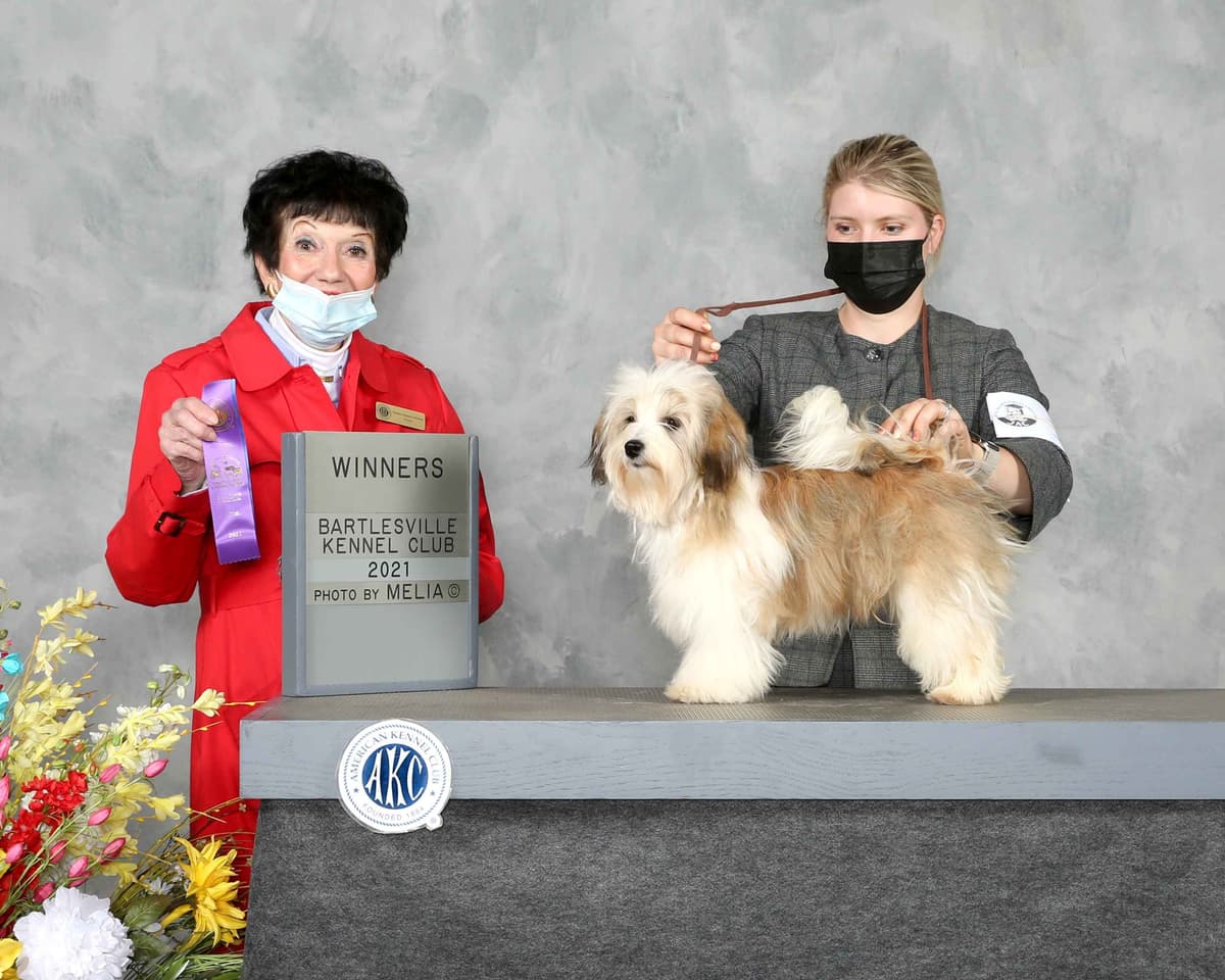 Havanese Puppies breeder image 26