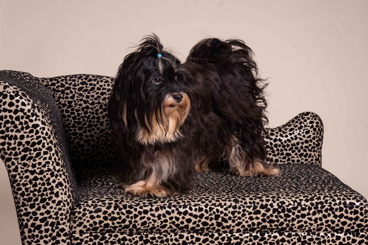 Havanese Puppies breeder image 28