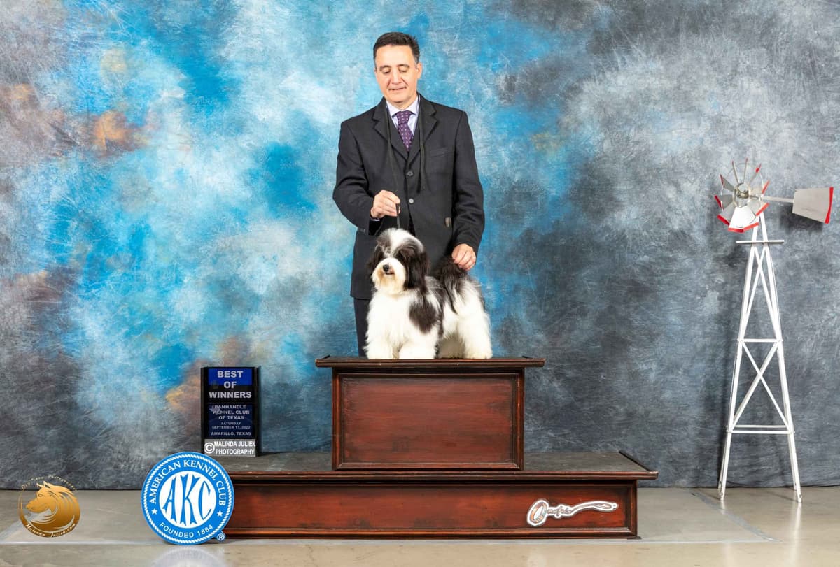 Havanese Puppies breeder image 30