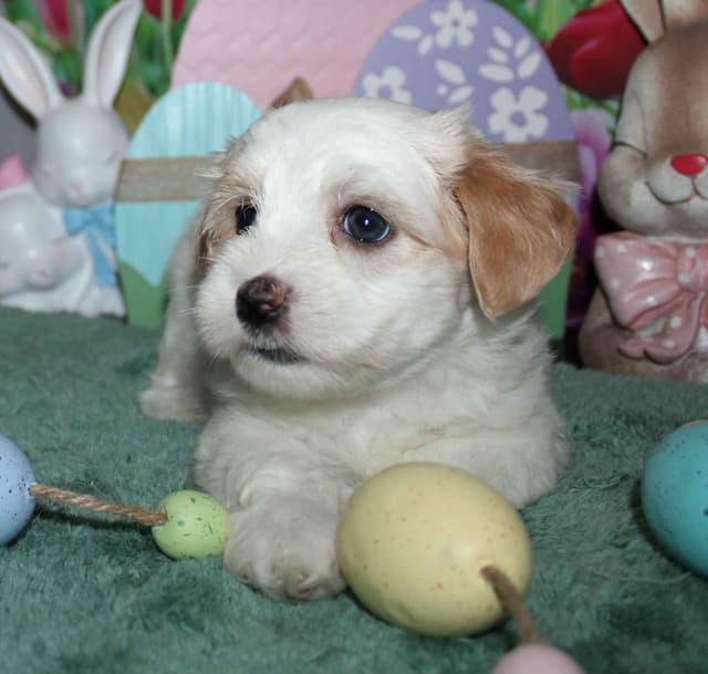 Havanese Puppies media 2